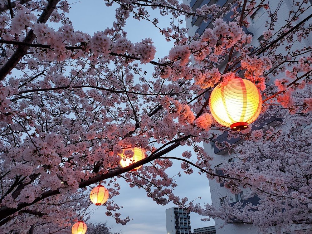 🌳 니오도리 공원(니오도리 코엔) 이미지 9